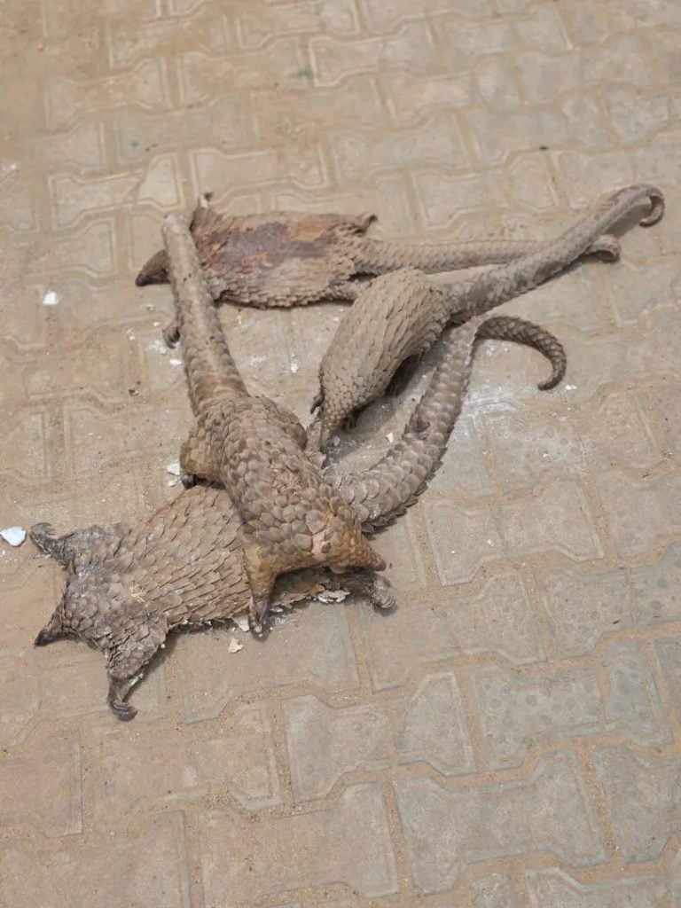 Customs cracks down on traffickers of endangered species along Kano-Jigawa axis